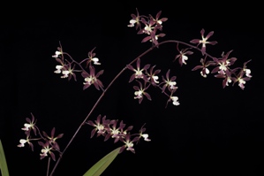 Encyclia Snap To Chocolate Treat AM/AOS 80 pts. Inflor
